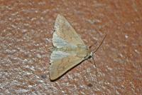 Mythimna vitellina