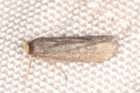 Achroia grisella