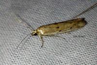 Homoeosoma nebulellum