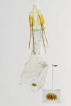Homoeosoma nebulellum