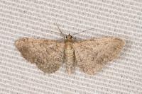 Eupithecia plumbeolata