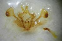 Mesapamea secalis