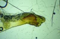 Mesapamea secalis