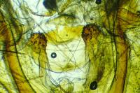 Mesapamea secalis