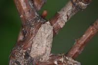 Caradrina clavipalpis
