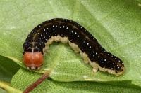 Achlya flavicornis
