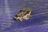 Epirrhoe alternata