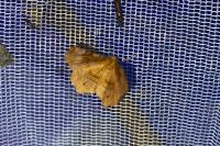 Selenia lunularia