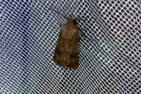 Agrotis segetum
