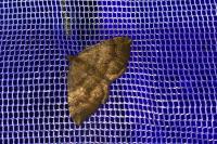 Camptogramma bilineata
