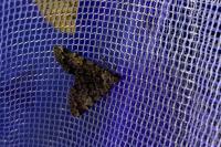Idia calvaria