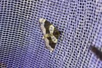 Cosmorhoe ocellata