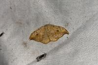 Drepana falcataria