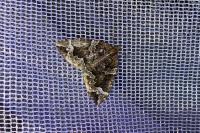 Eulithis prunata