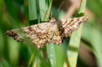 Ematurga atomaria