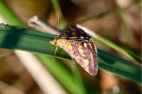 Pyrausta purpuralis