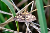 Pyrausta purpuralis
