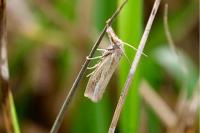 Agriphila tristella