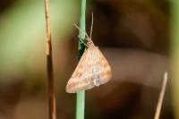 Pyrausta despicata