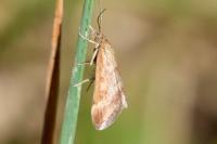 Pyrausta despicata