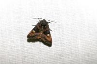 Euplexia lucipara
