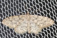 Idaea alyssumata
