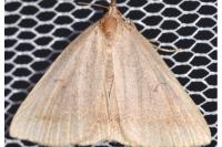 Zanclognatha lunalis