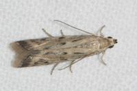 Phycitodes