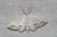 Scopula ornata
