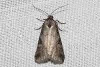 Stilbia faillae