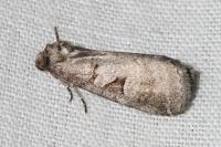 Stilbia faillae