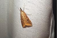 Udea ferrugalis