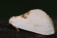 Cilix hispanica