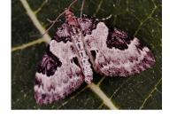 Thera vetustata