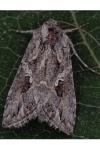 Trichoplusia ni