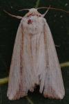Leucania loreyi