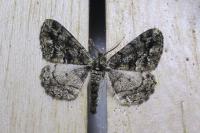Peribatodes ilicaria ilicaria
