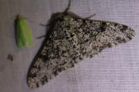 Biston betularia