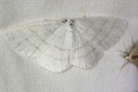 Cabera pusaria