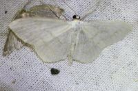 Cabera pusaria