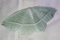 Campaea margaritaria