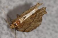 Cepphis advenaria