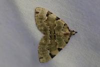Colostygia pectinataria