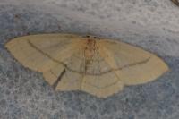 Cyclophora linearia