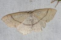 Cyclophora punctaria