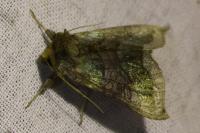 Diachrysia chrysitis