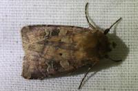 Diarsia rubi