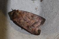 Diarsia rubi