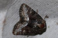 Oligia strigilis/versicolor