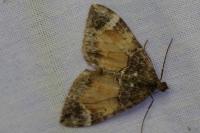 Dysstroma truncata